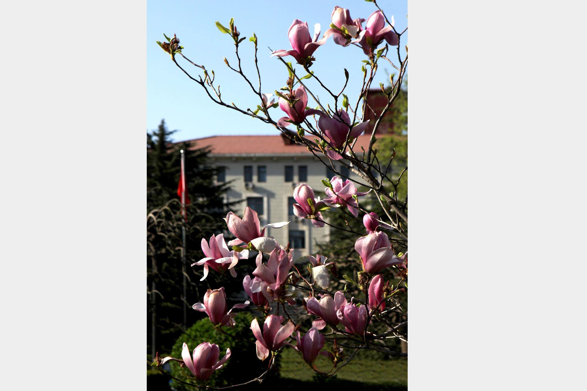 玉兰花4（商乃时摄）